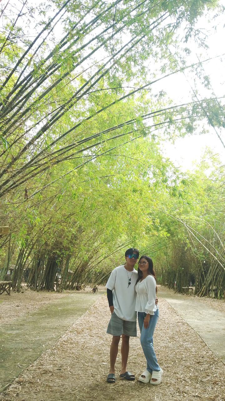 Bamboo 8